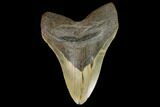 Giant, Fossil Megalodon Tooth - North Carolina #124559-1